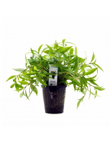 Hygrophila sp. 'Pantanal Wavy' - XL  - 1