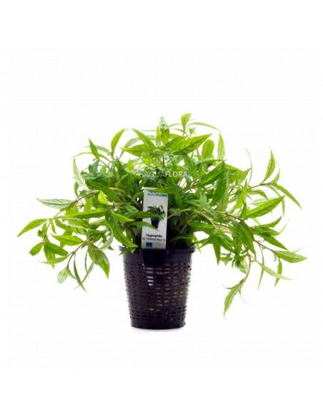 Hygrophila sp. 'Pantanal Wavy' - XL  - 1