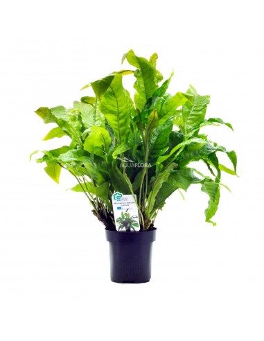 Microsorum pteropus 'Latifolia' - XL  - 1