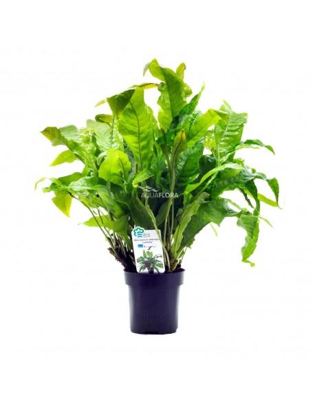 Microsorum pteropus 'Latifolia' - XL  - 1