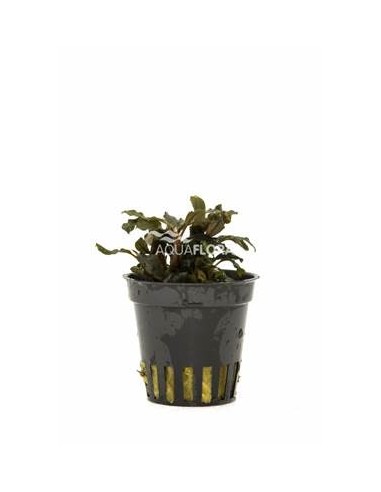 Bucephalandra 'Deep Purple'  - 1