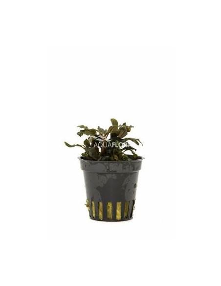 Bucephalandra 'Deep Purple'  - 1