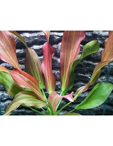 Echinodorus Hot Pepper  - 1