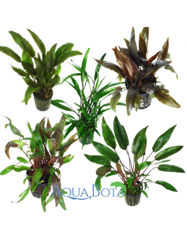 Set van Cryptocoryne - Mix  - 1