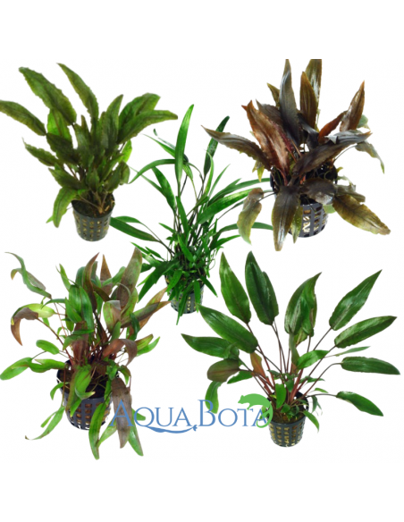 Set van Cryptocoryne - Mix  - 1