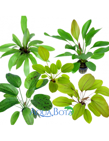 Lot de Echinodorus - Mix  - 1