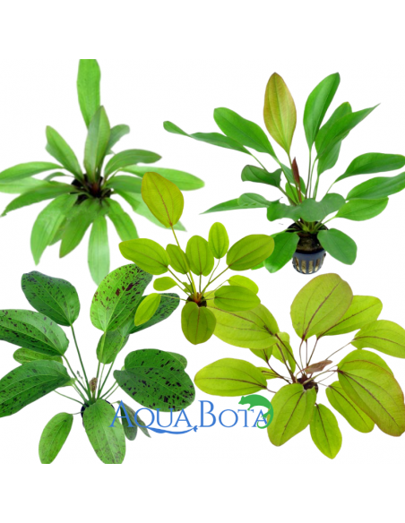 Set van Echinodorus - Mix  - 1
