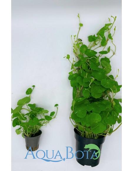 Hydrocotyle leucocephala XL  - 2