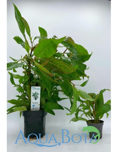 Hygrophila corymbosa 'Siamensis' - XL  - 2