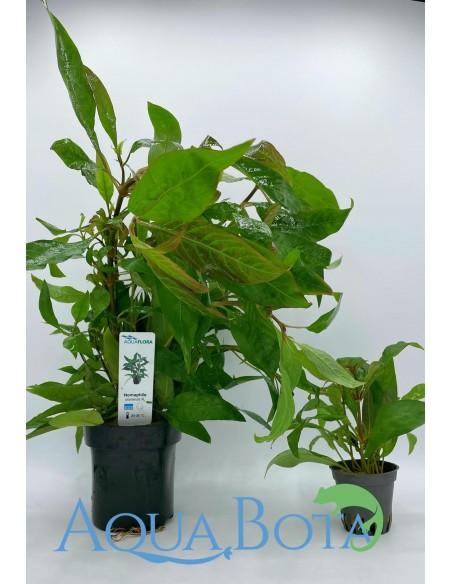 Hygrophila corymbosa 'Siamensis' - XL  - 2