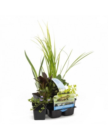 6x zuiverende vijverplanten  - 1