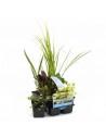 6x zuiverende vijverplanten  - 1