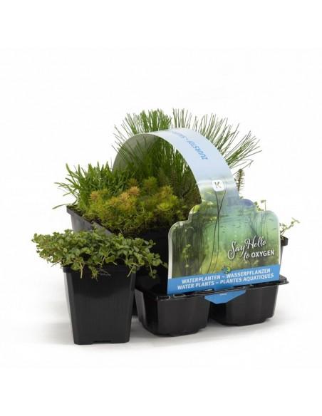 6x zuurstofplanten voor vijver  - 1