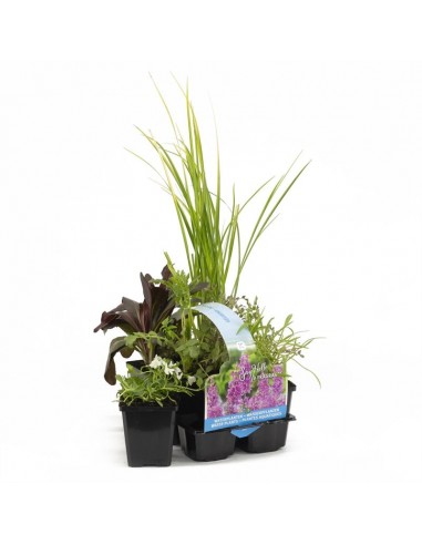 6x geurende vijverplanten  - 1