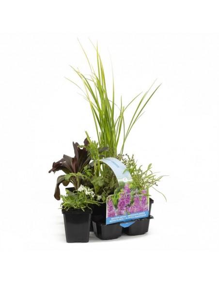 6x plantes de bassin parfumées  - 1