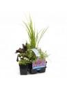 6x plantes de bassin parfumées  - 1