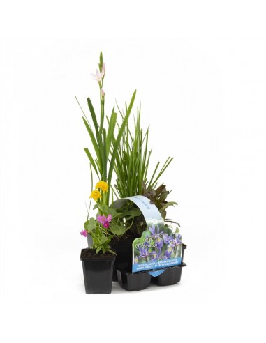 6x bloeiende vijverplanten  - 1