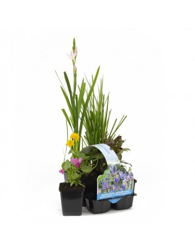 6x plantes de bassin à fleurs  - 1