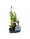 6x bloeiende vijverplanten  - 1