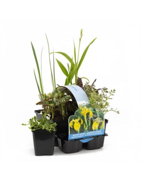 6x inheemse vijverplanten  - 1