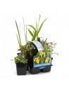 6x plantes de bassin indigènes  - 1