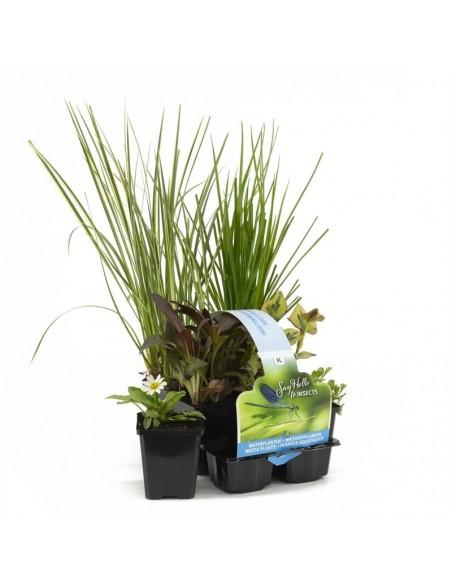 6x plantes de bassin favorables aux insectes  - 1
