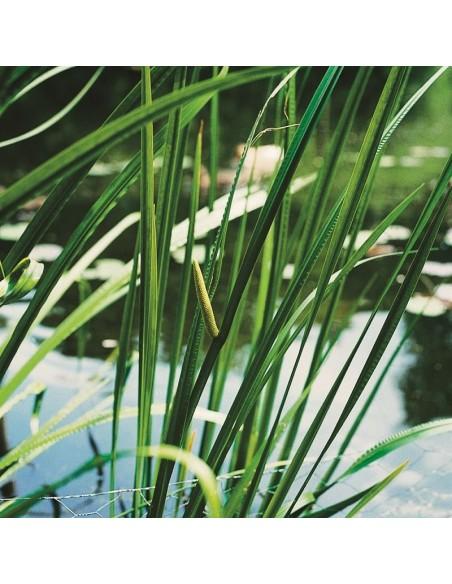 Acorus calamus  - 1