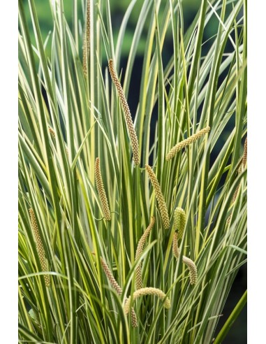 Acorus calamus Gramineus  - 1