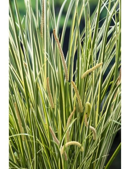 Acorus calamus Gramineus  - 1