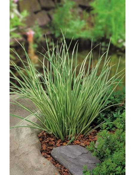 Acorus gramineus 'Hakiro Nishiki'  - 1