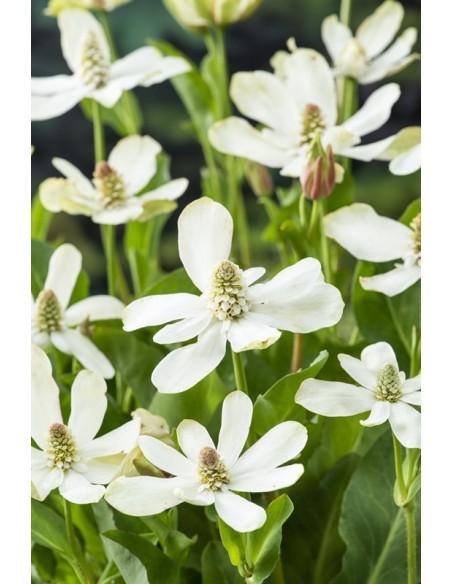 Anemopsis californica  - 1