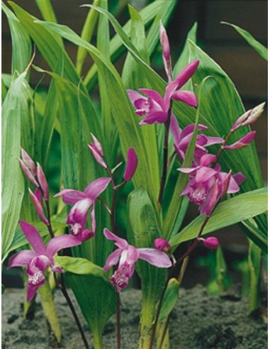 Bletilla striata  - 1