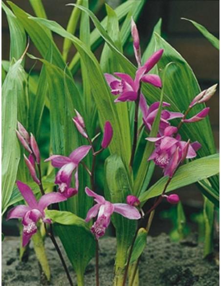 Bletilla striata  - 1