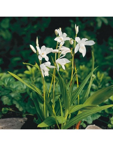 Bletilla striata Alba  - 1
