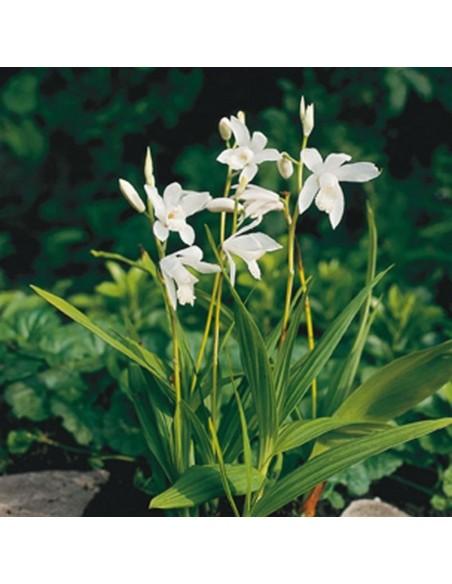Bletilla striata Alba  - 1