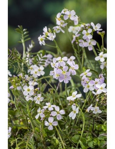 Cardamine pratensis  - 1