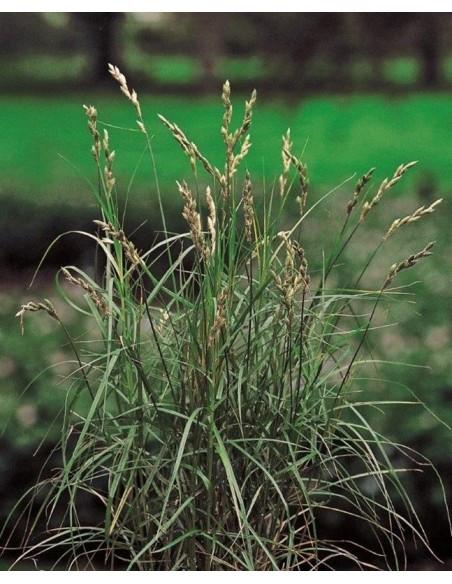 Carex muskingumensis  - 1