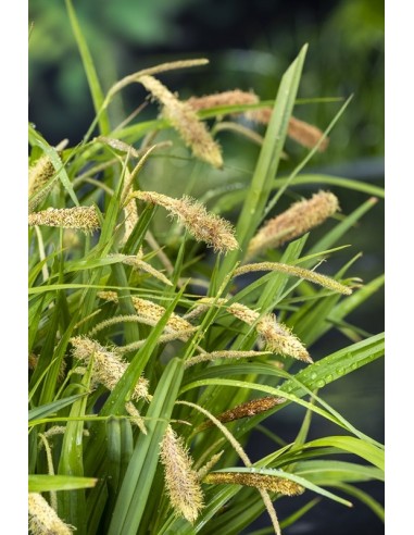 Carex pendula  - 1