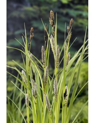 Carex riparia  - 1