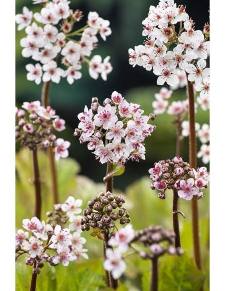 Darmera peltata  - 1