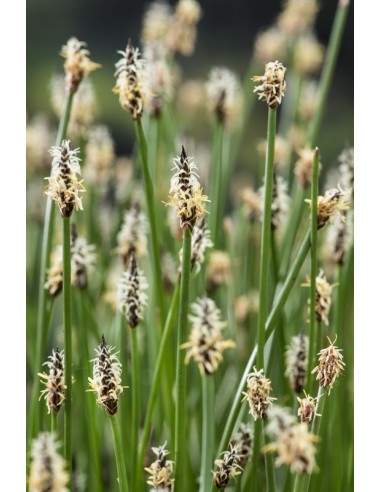 Eleocharis palustris  - 1