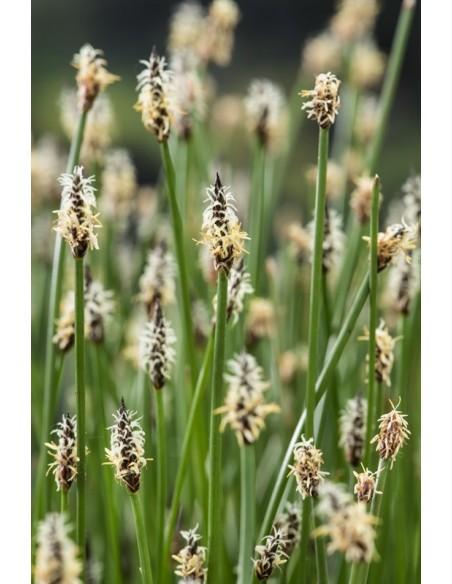 Eleocharis palustris  - 1