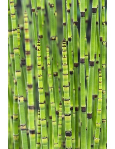 Equisetum japonicum  - 1