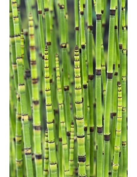 Equisetum japonicum  - 1