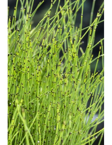 Equisetum scirpoides  - 1