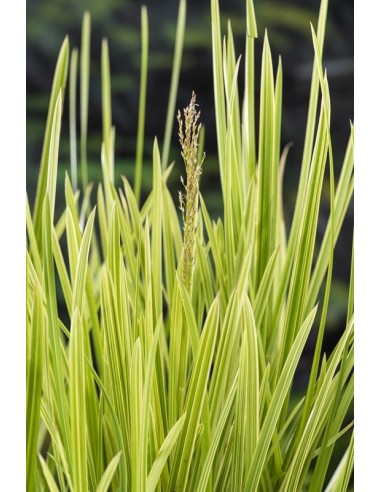 Glyceria maxima 'Variegata'  - 1