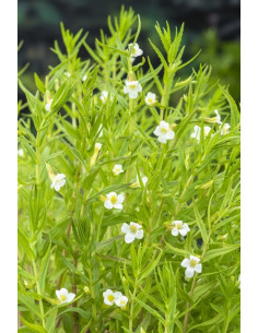 Gratiola officinalis  - 1