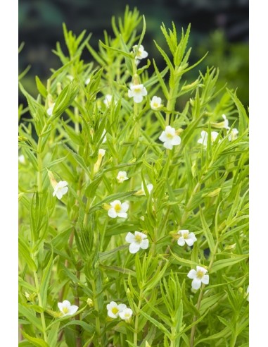 Gratiola officinalis  - 1
