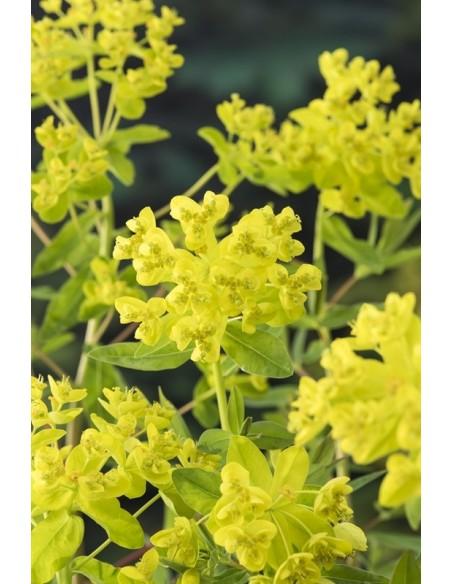 Euphorbia palustris  - 1