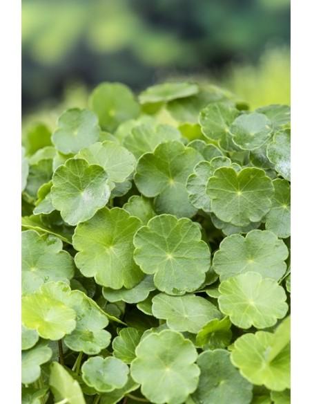 Hydrocotyle vulgaris  - 1